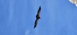 Lumbier vulture